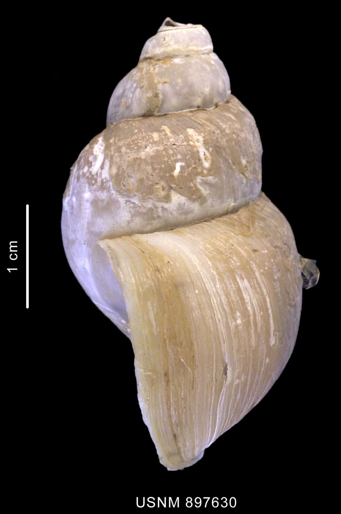 Neobuccinum E. A. Smith 1879 resmi