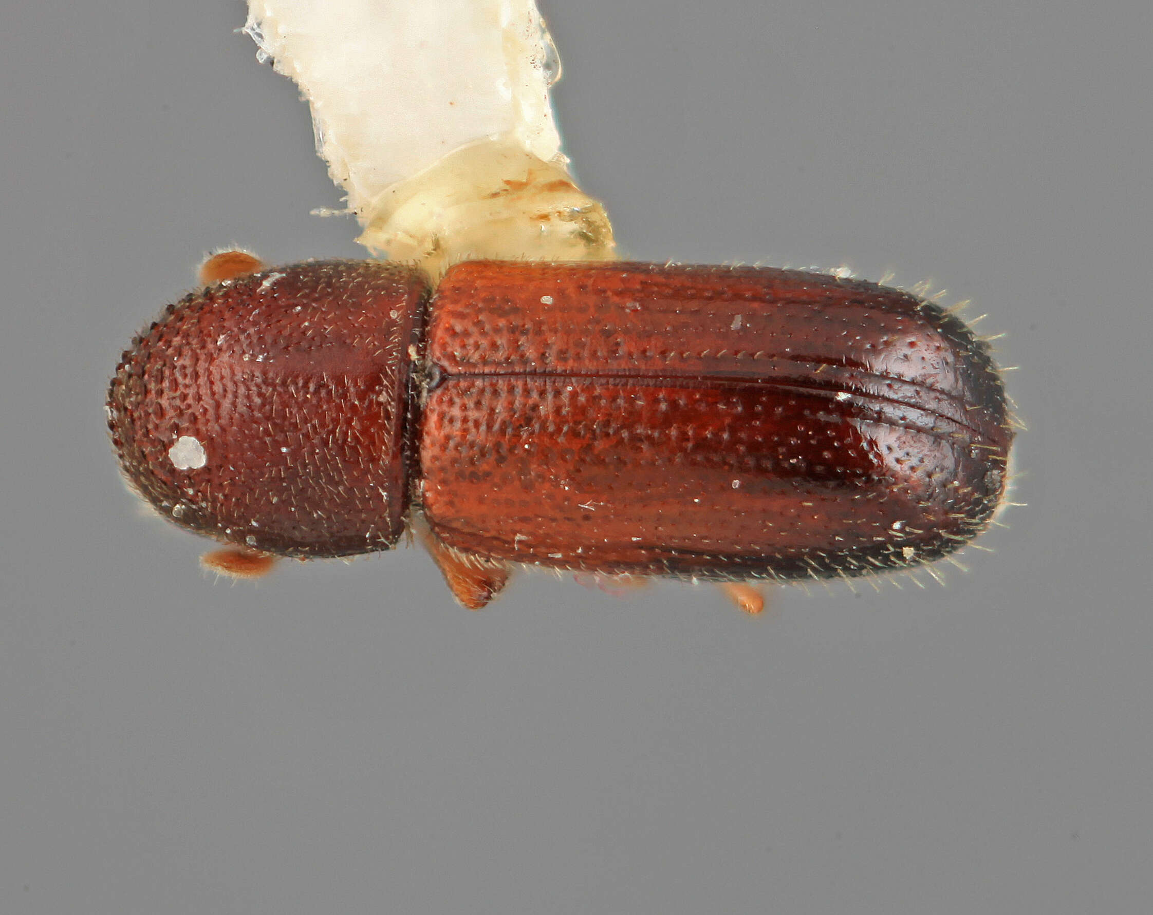 Plancia ëd Araptus accinctus Wood 1974