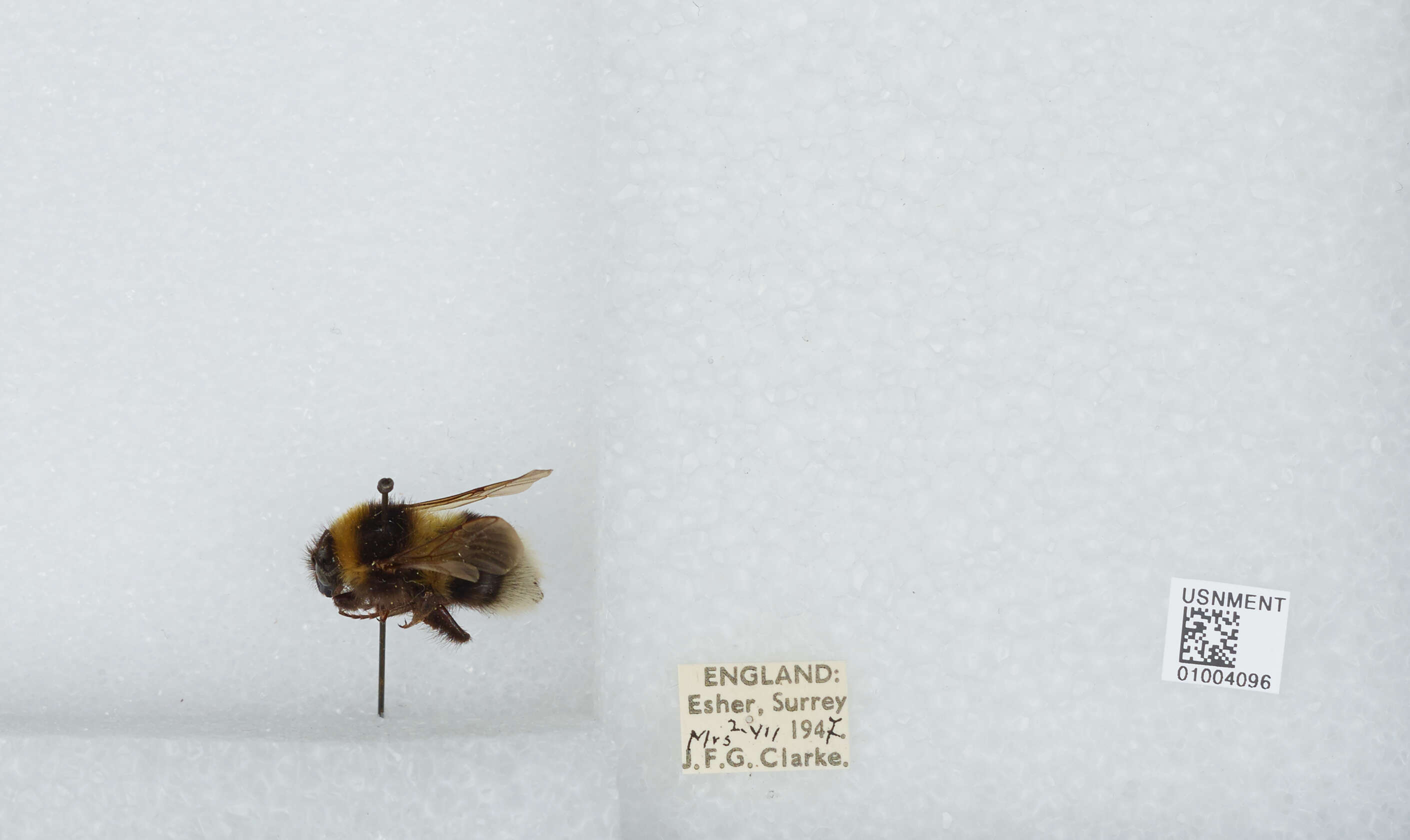 Plancia ëd Bombus hortorum (Linnaeus 1761)