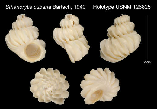 Image of Sthenorytis cubana Bartsch 1940