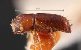 Image of Pityophthorus fortis Blackman 1928