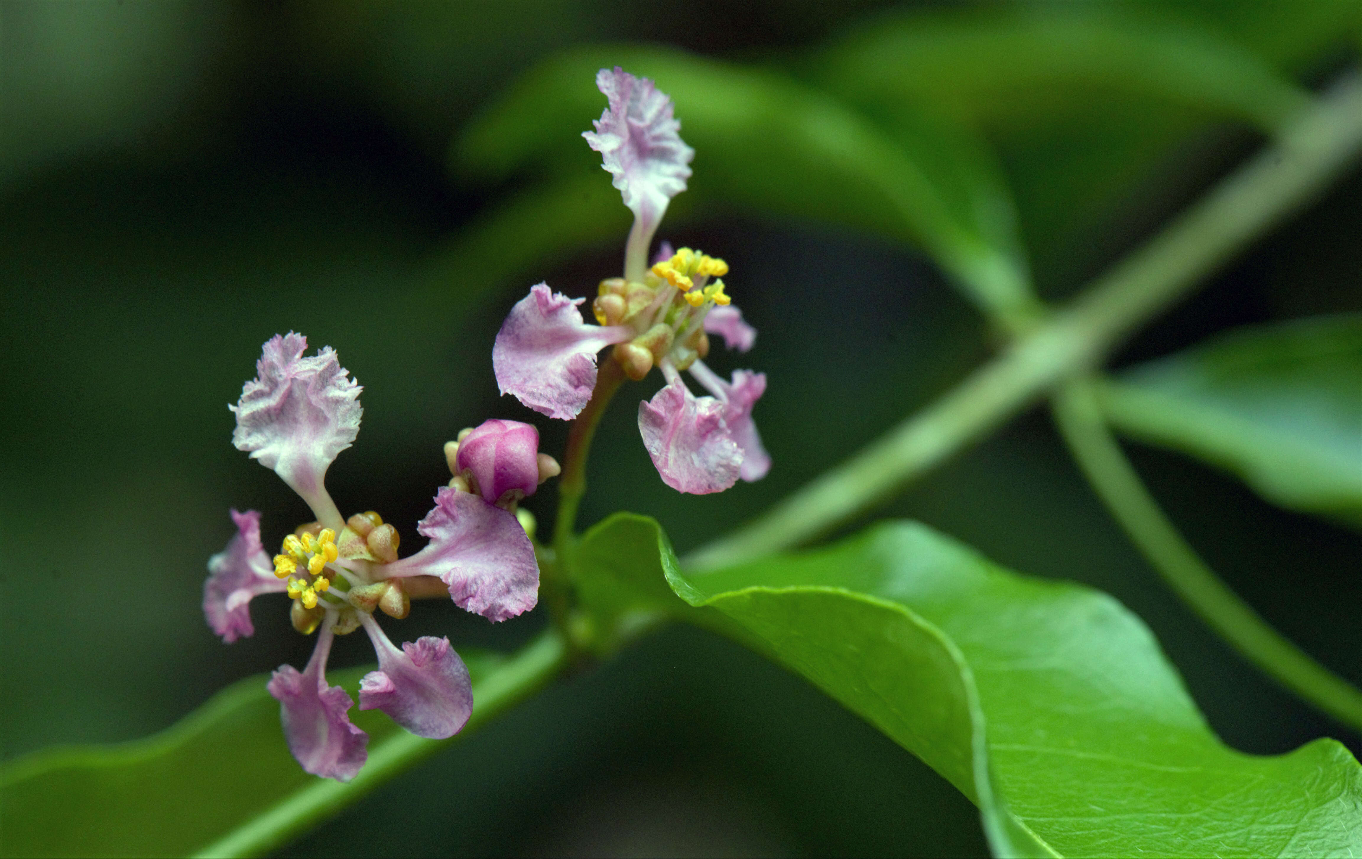 Image de Malpighia glabra L.