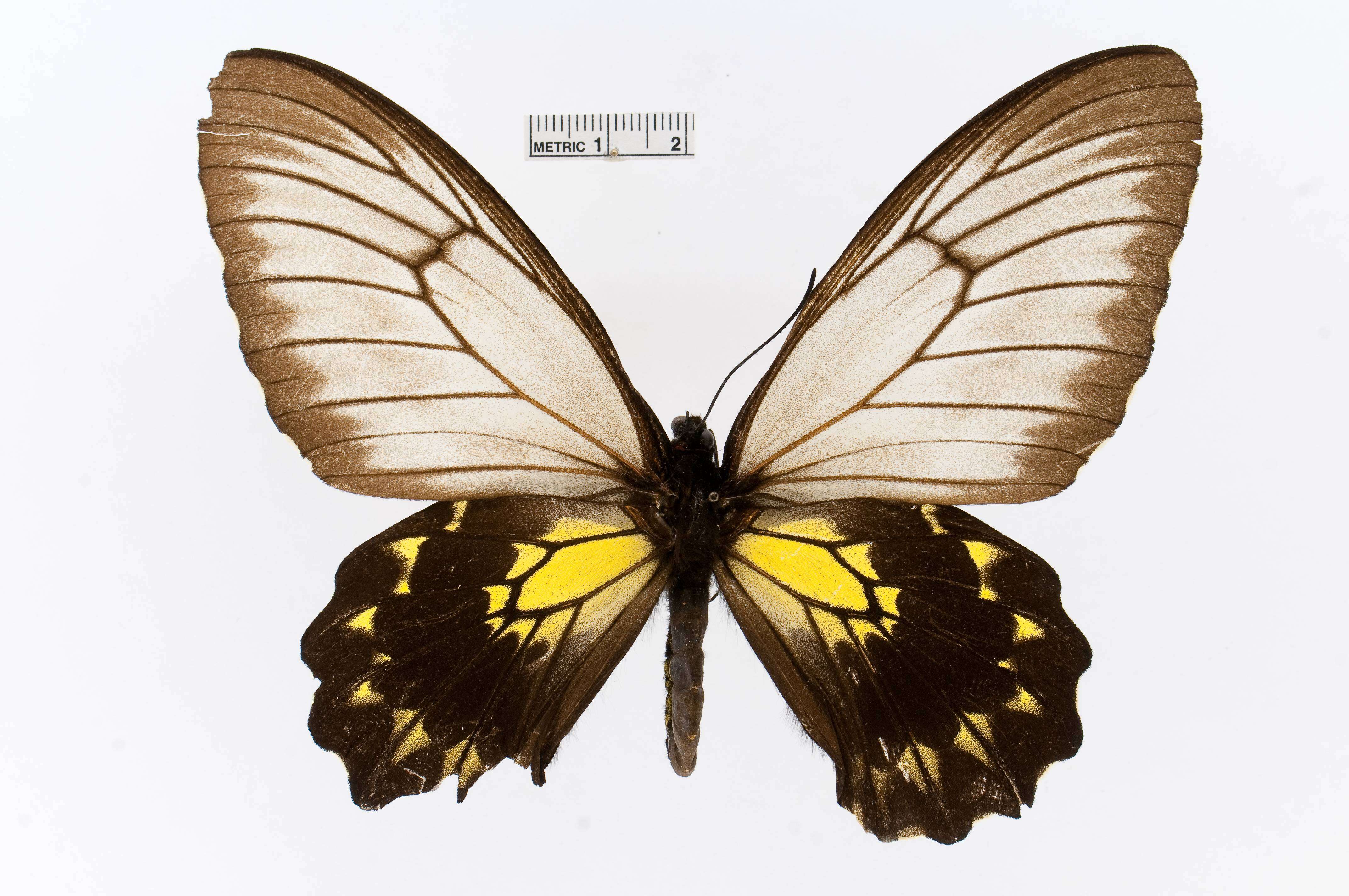 Image of Borneo Birdwing