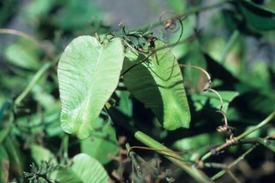 صورة Serjania unidentata P. Acevedo-Rodríguez