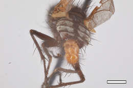 Image of Microcerellamyia retusa Hall 1937
