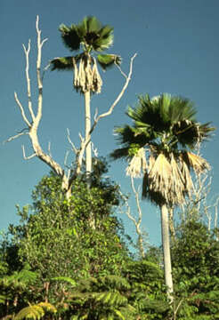 Pritchardia beccariana Rock的圖片