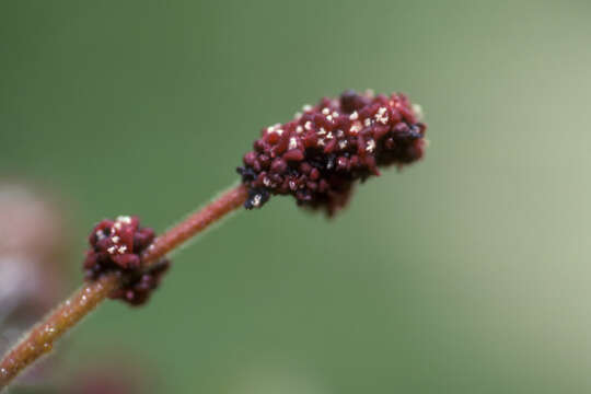 Image de Comocladia dodonaea (L.) Urban