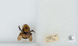 Слика од Bombus affinis Cresson 1864