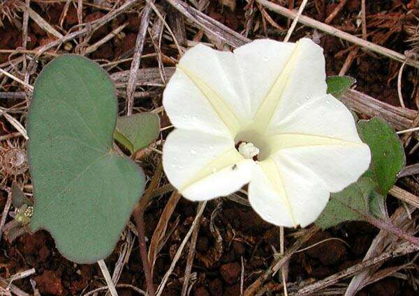 Image of Obscure Morning Glory