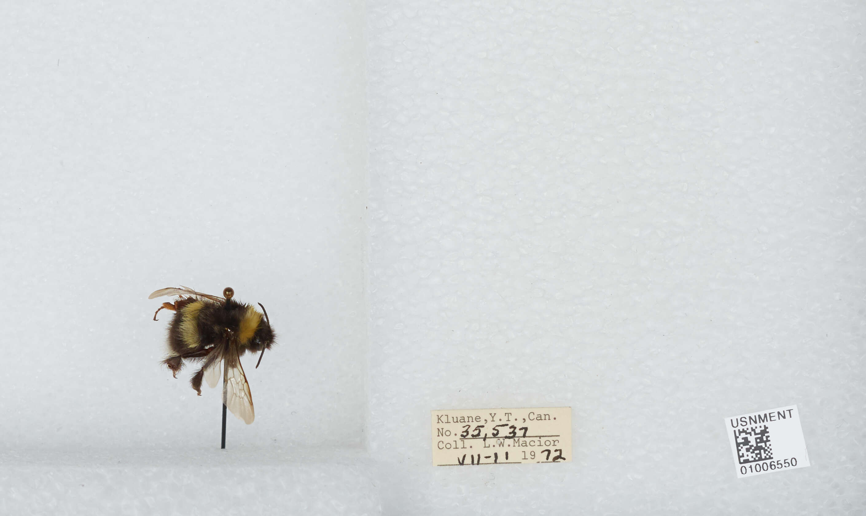 Image of White-tailed bumblebee