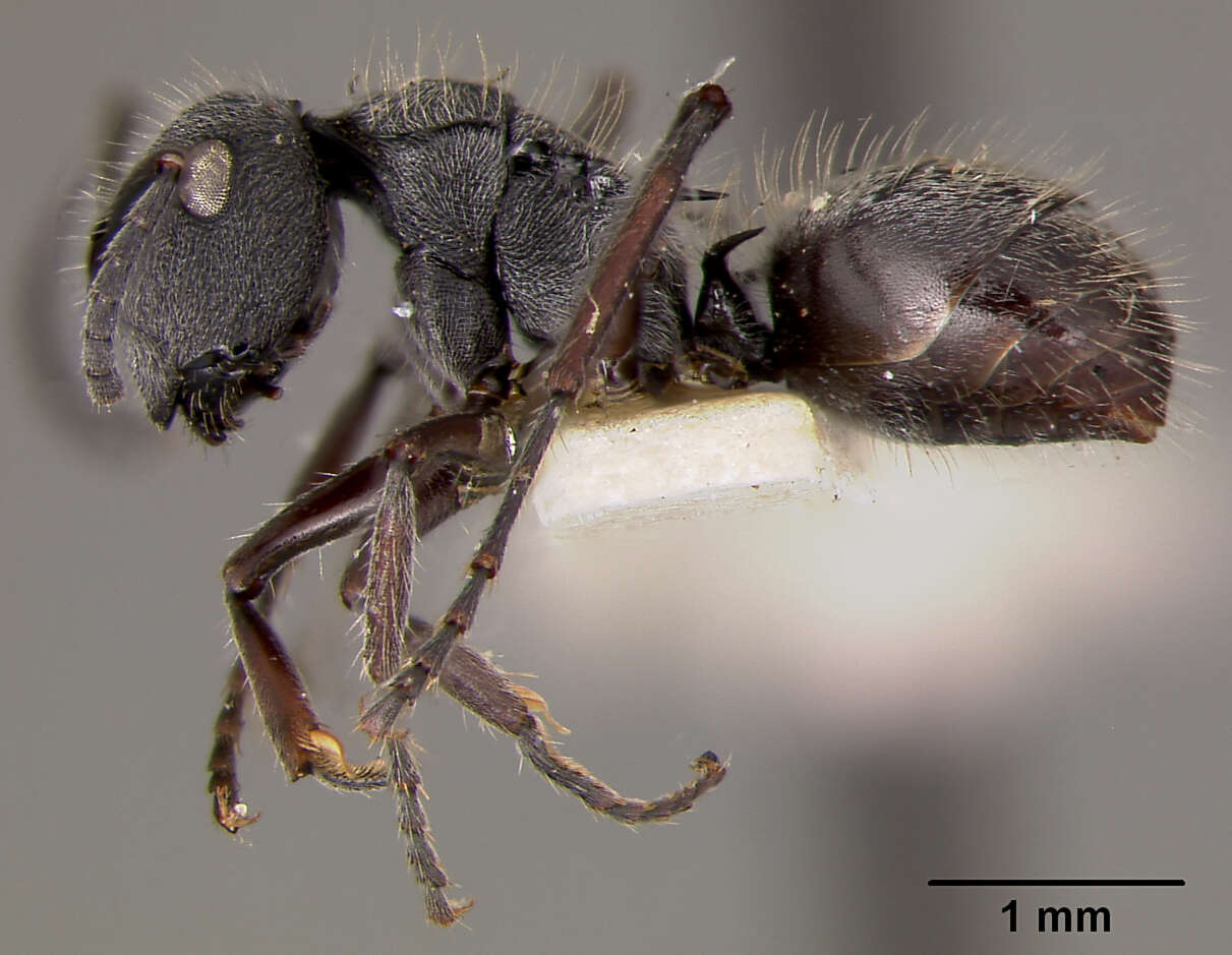 Image of Polyrhachis rere Mann 1919