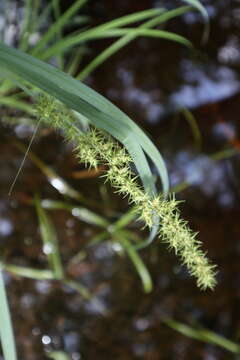 Image of Raven-Foot Sedge