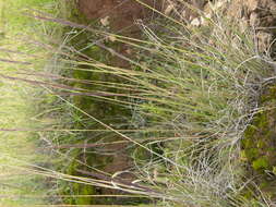 Image of purple muhly