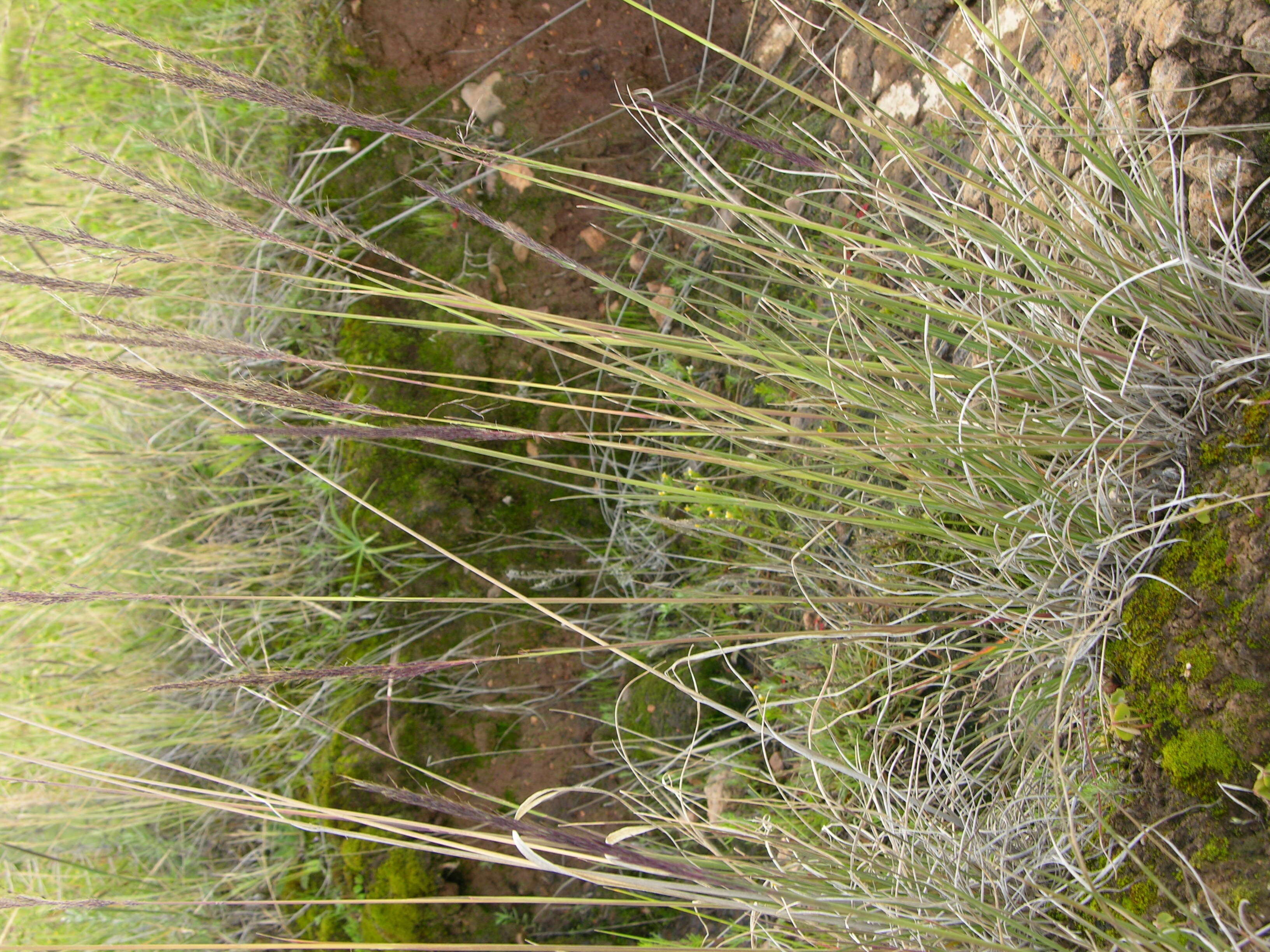 Image of purple muhly