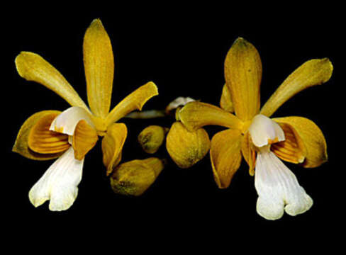 Image of Krug's peacock orchid