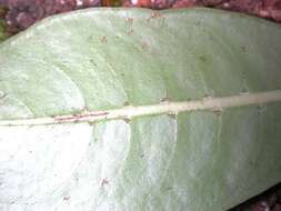 Plancia ëd Psychotria mariniana (Cham. & Schltdl.) Fosberg