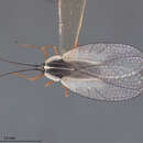 Image of Leptodictya (Hanuala) colombiana Drake 1928