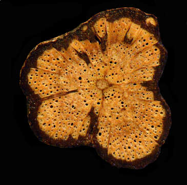 Image of Passiflora L.