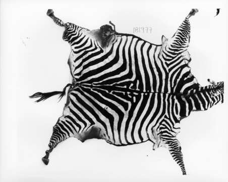 Image of Grant's zebra