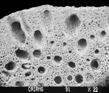 Image of Sporadopora dichotoma (Moseley 1876)