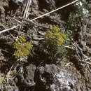 Image of Fendler springparsley