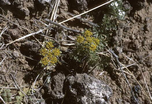 Image of Fendler's springparsley