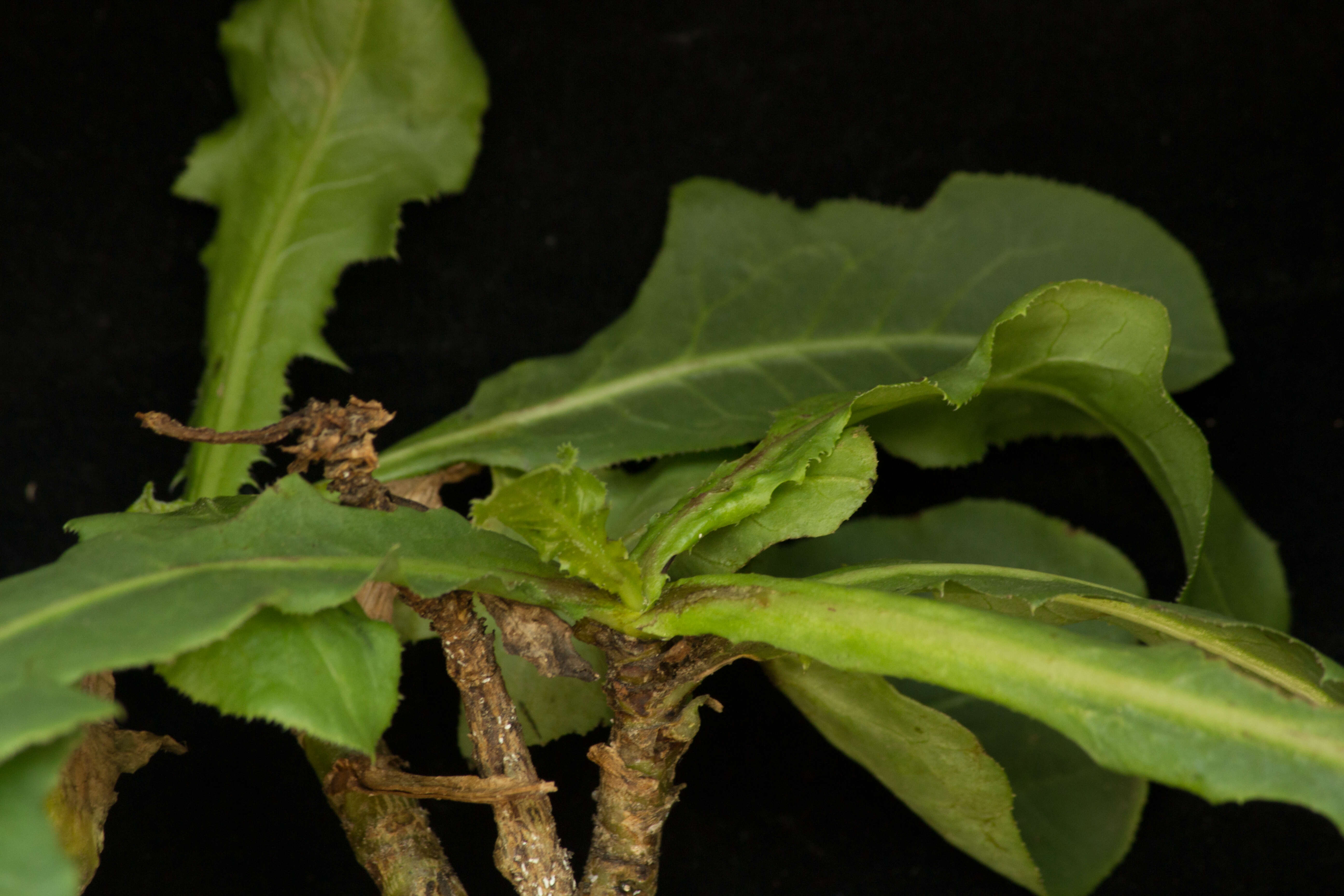 Image of common sowthistle