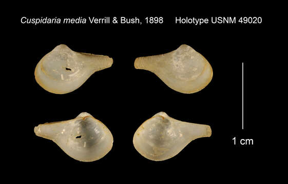 Image of Cuspidaria media Verrill & Bush 1898