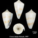 Image of Conus lindae Petuch 1987