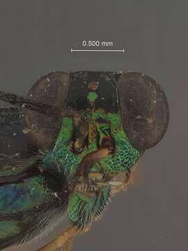 Image of Tanythorax