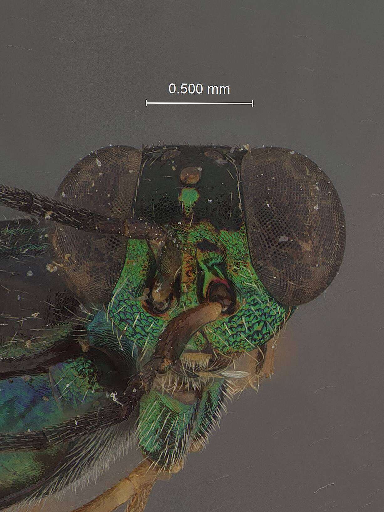 Image of Tanythorax spinosus Gibson 1989