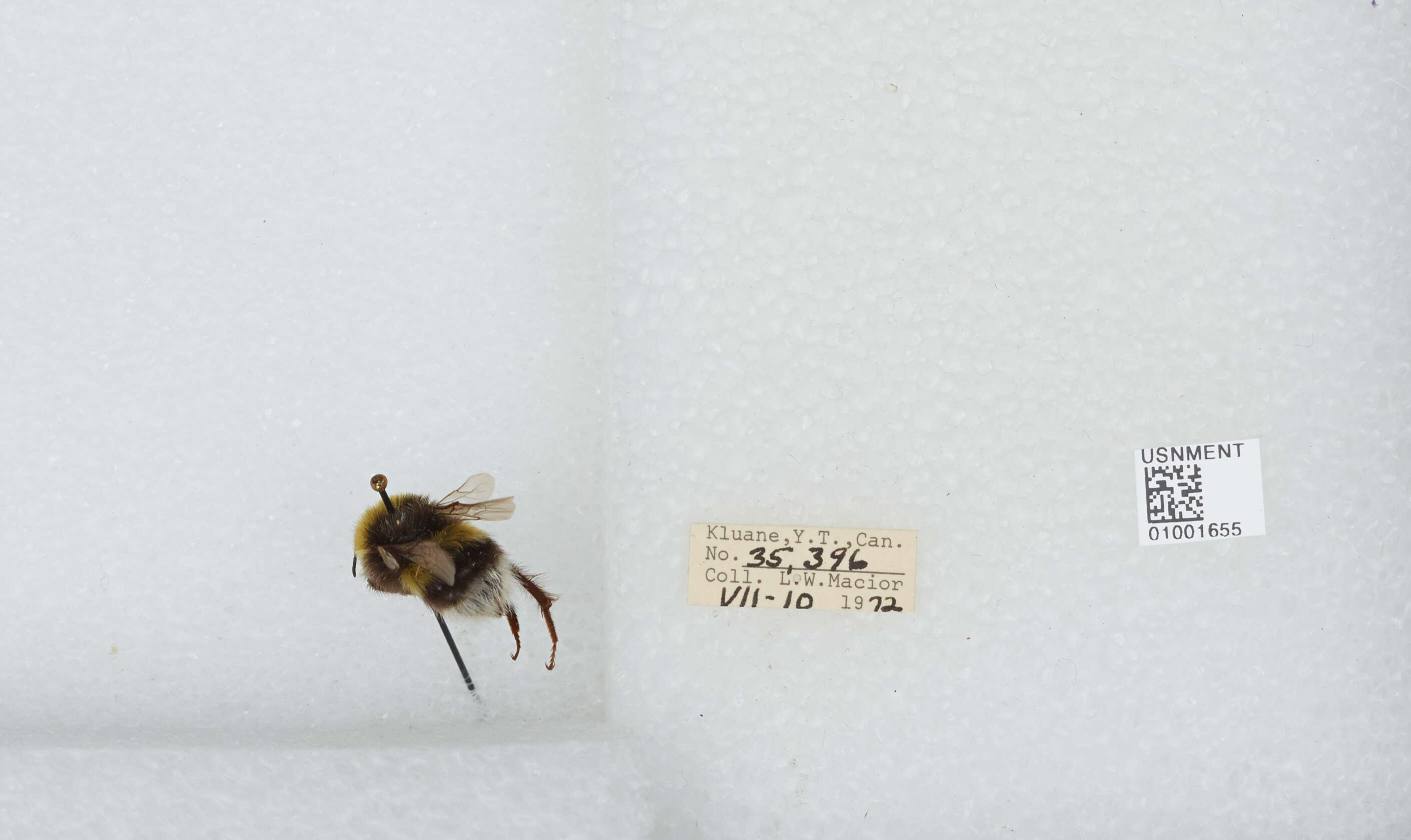 Image of White-tailed bumblebee