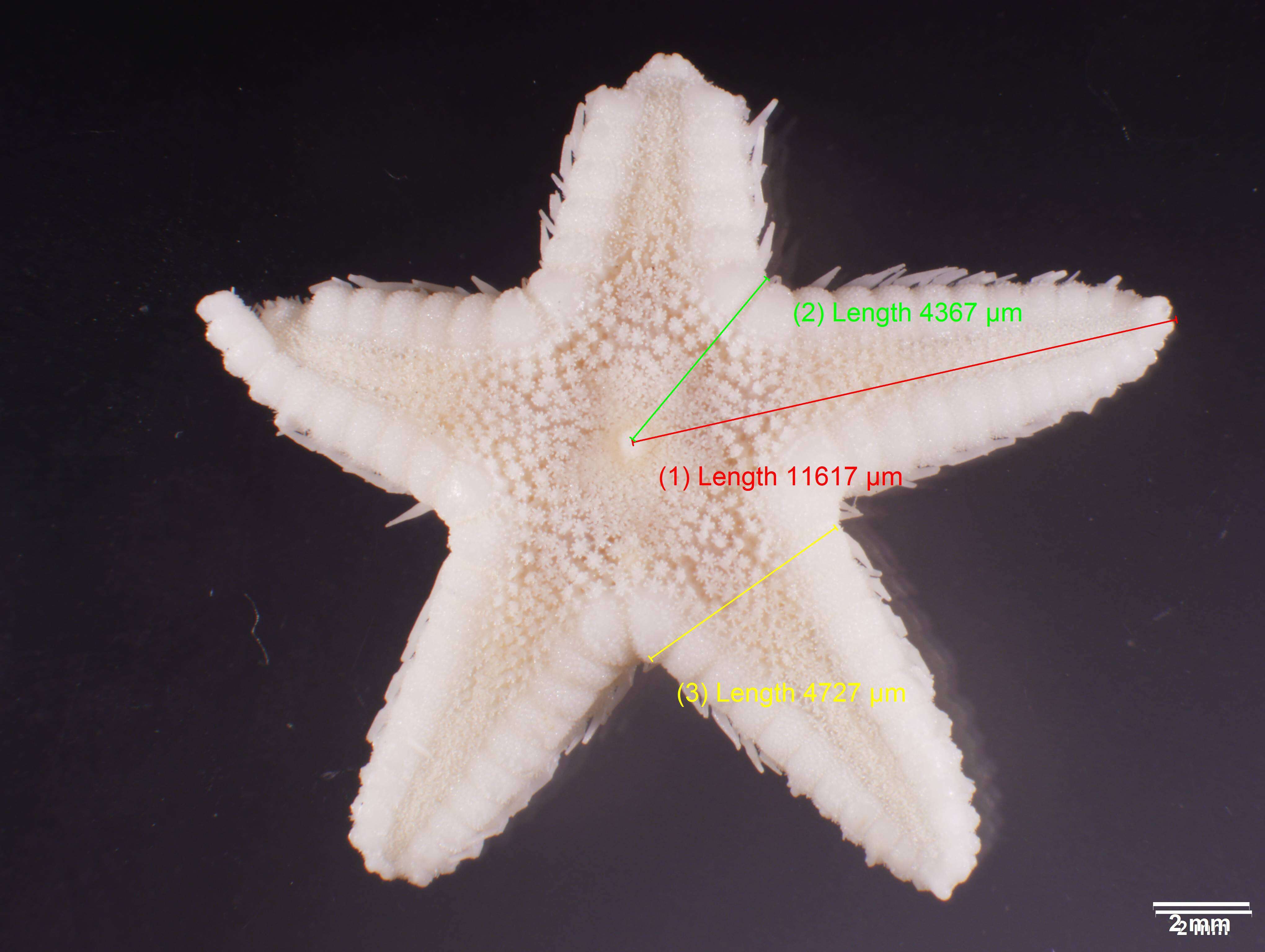 Image of Astropecten cingulatus Sladen 1883