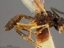 Image of Aphidius crassicornis Ashmead