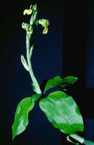 Image of Hawaii Jeweled Orchid