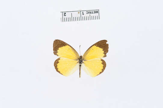 Imagem de <i>Eurema lisa</i>