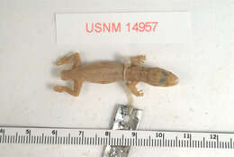 Image of Chatham Leaf-toed Gecko