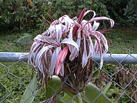 Imagem de Crinum zeylanicum (L.) L.