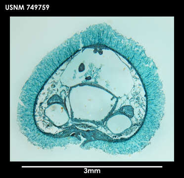 Image of Dorymenia cristata Salvini-Plawen 1978