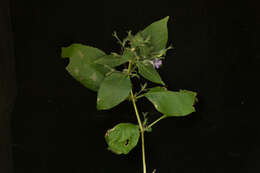 Image of Ruellia inundata Kunth