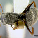 صورة Camponotus sphaericus cardini Mann 1920