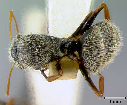 Image of Camponotus sphaericus cardini Mann 1920