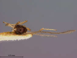 Image of Aspilota cultrata Fischer 1971