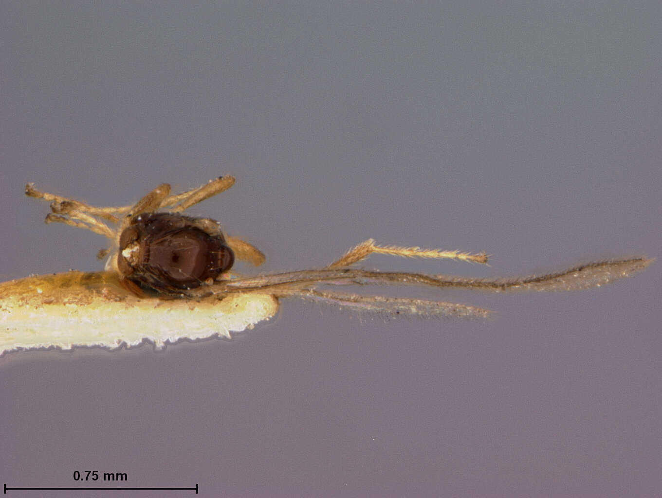 Image of Aspilota cultrata Fischer 1971