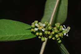 Image of Adenaria Kunth