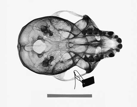 Image of Cercopithecus mitis stuhlmanni Matschie 1893