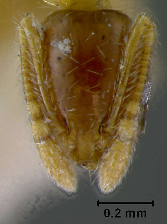 Image of Monomorium crawleyi Santschi 1930