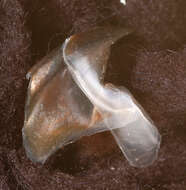 Image of Coffee bean scaled squid