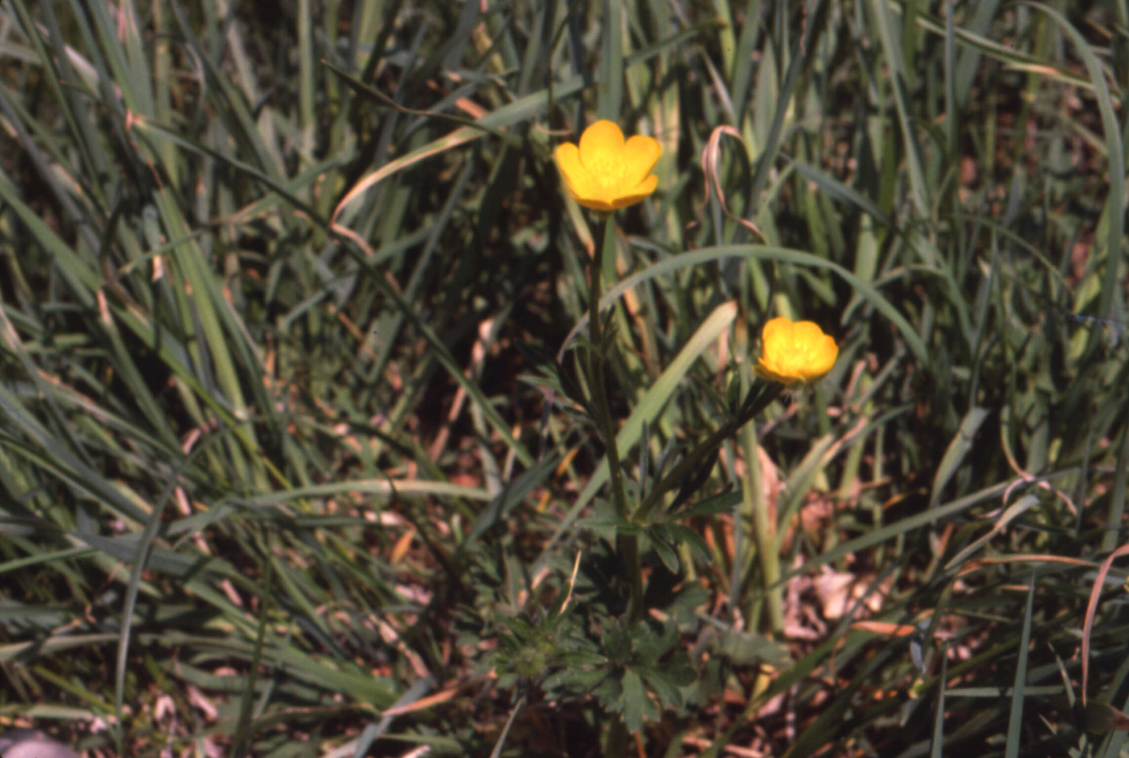 Image of St. Anthony's turnip