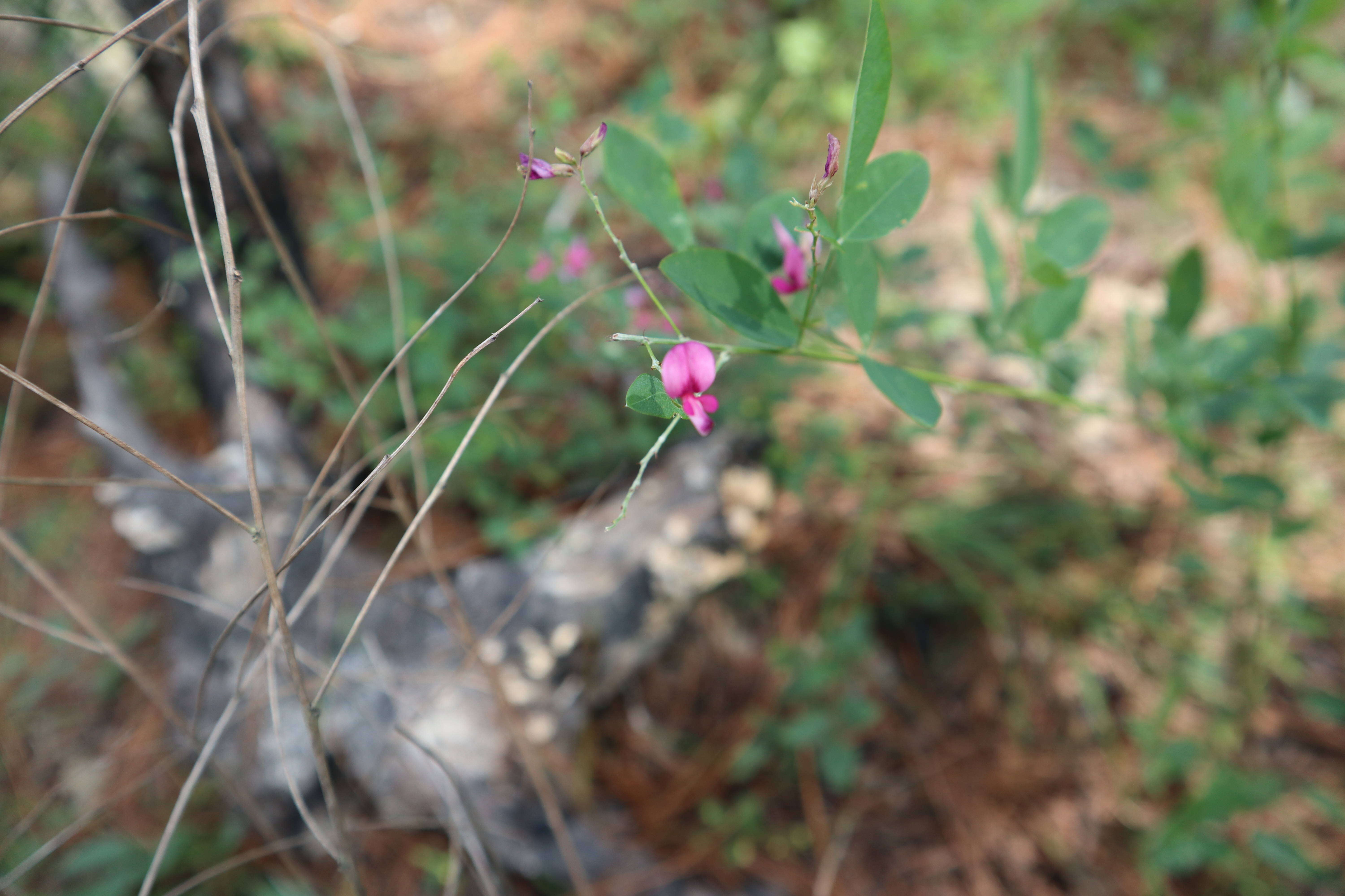 Image of bicolor lespedeza